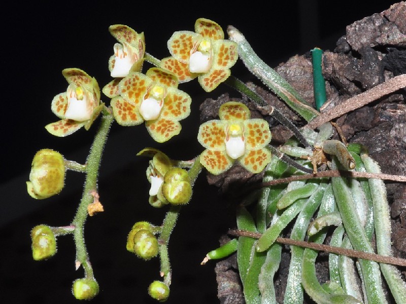Chiloschista Sweelimii Orquídea amarela com manchas castanhas fixada em casca de árvore