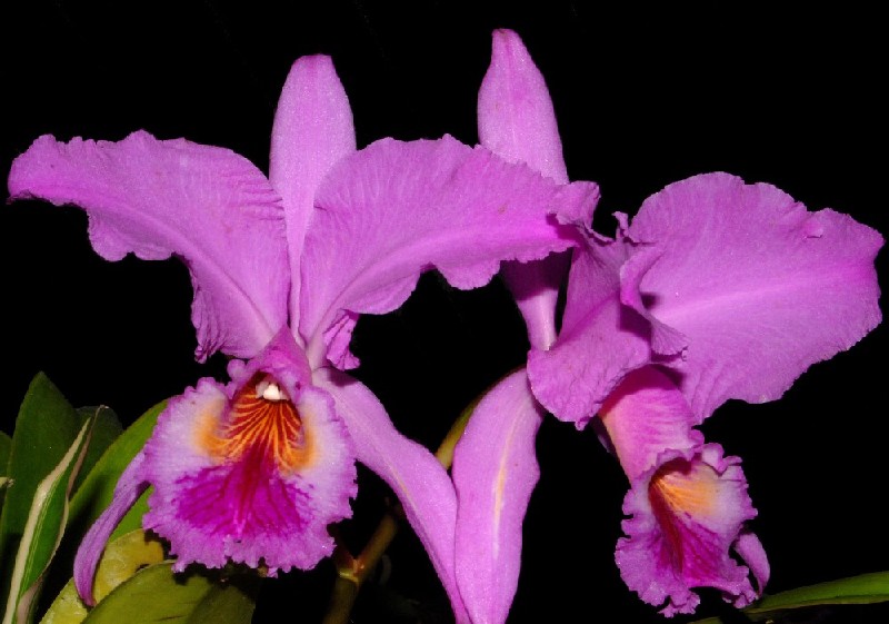Cattleya Labiata 'Alvim' Flores orquídeas cor-de-rosa com centro amarelo e roxo em fundo preto