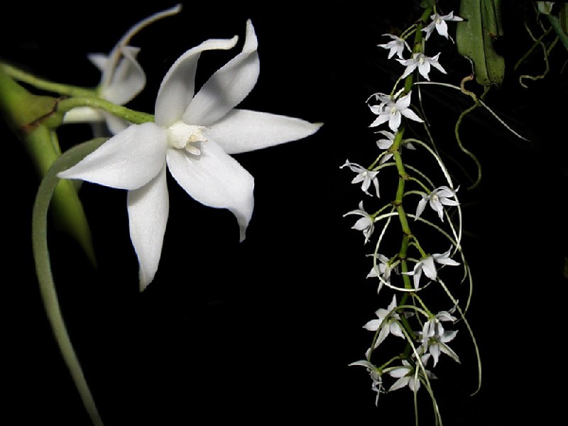 Aerangis Modesta Orquídea branca com flores pequenas e uma grande em fundo preto