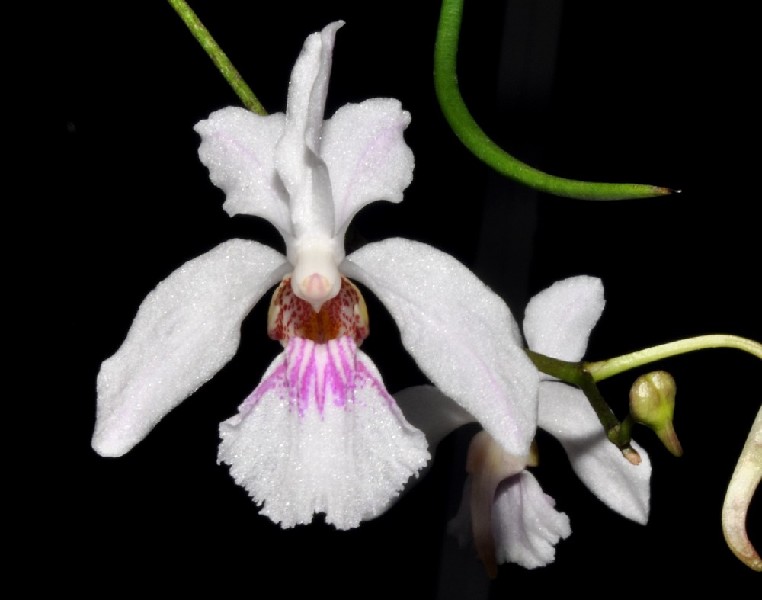 Holcoglossum Lingulatum x Kimballianum Flor branca de orquídea com detalhes rosa e castanhos, com folhas verdes em fundo preto