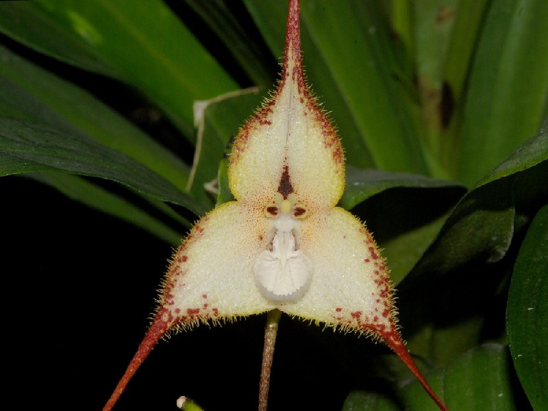 Dracula Cordobae Flor branca triangular com bordas e pelos avermelhados