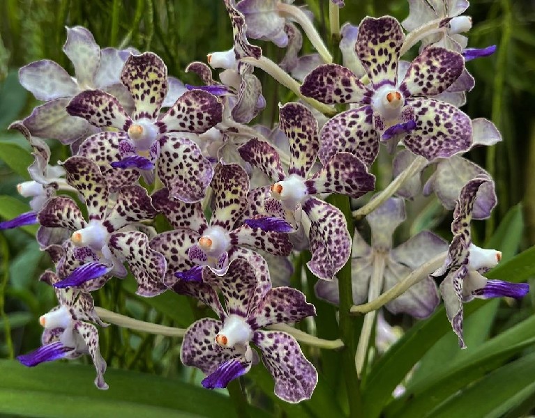 Vanda Kyra Green Orquídeas brancas com manchas roxas em ramos com folhas verdes