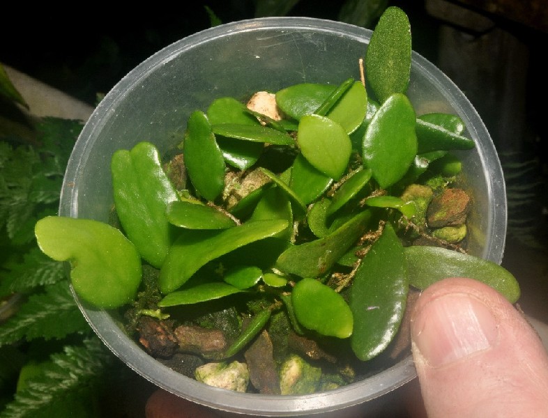 Pyrrosia Nummularifolia Plástico vaso com folhas verdes pequenas e substrato, mão a segurar