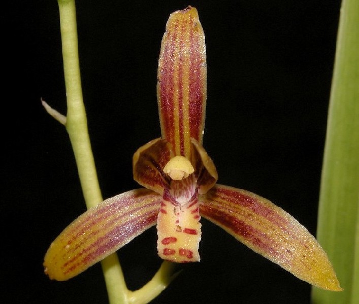 Cymbidium Ensifolium 'Babys Breath' Orquídea amarela e vermelha com padrão riscado e caule verde