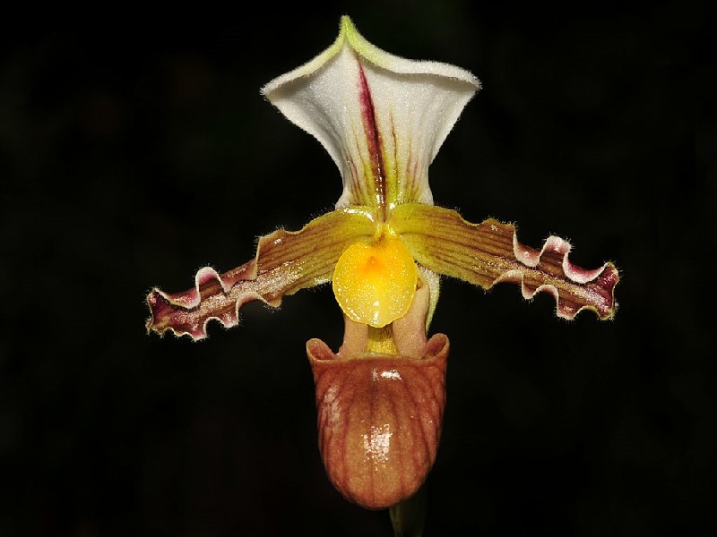 Paphiopedilum Tranlienianum Orquídea exótica com pétalas brancas e amarelas