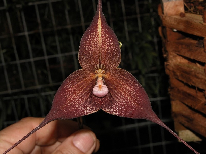 Dracula Hirtzii Flor exótica castanho-avermelhada com centro rosa segurada à mão