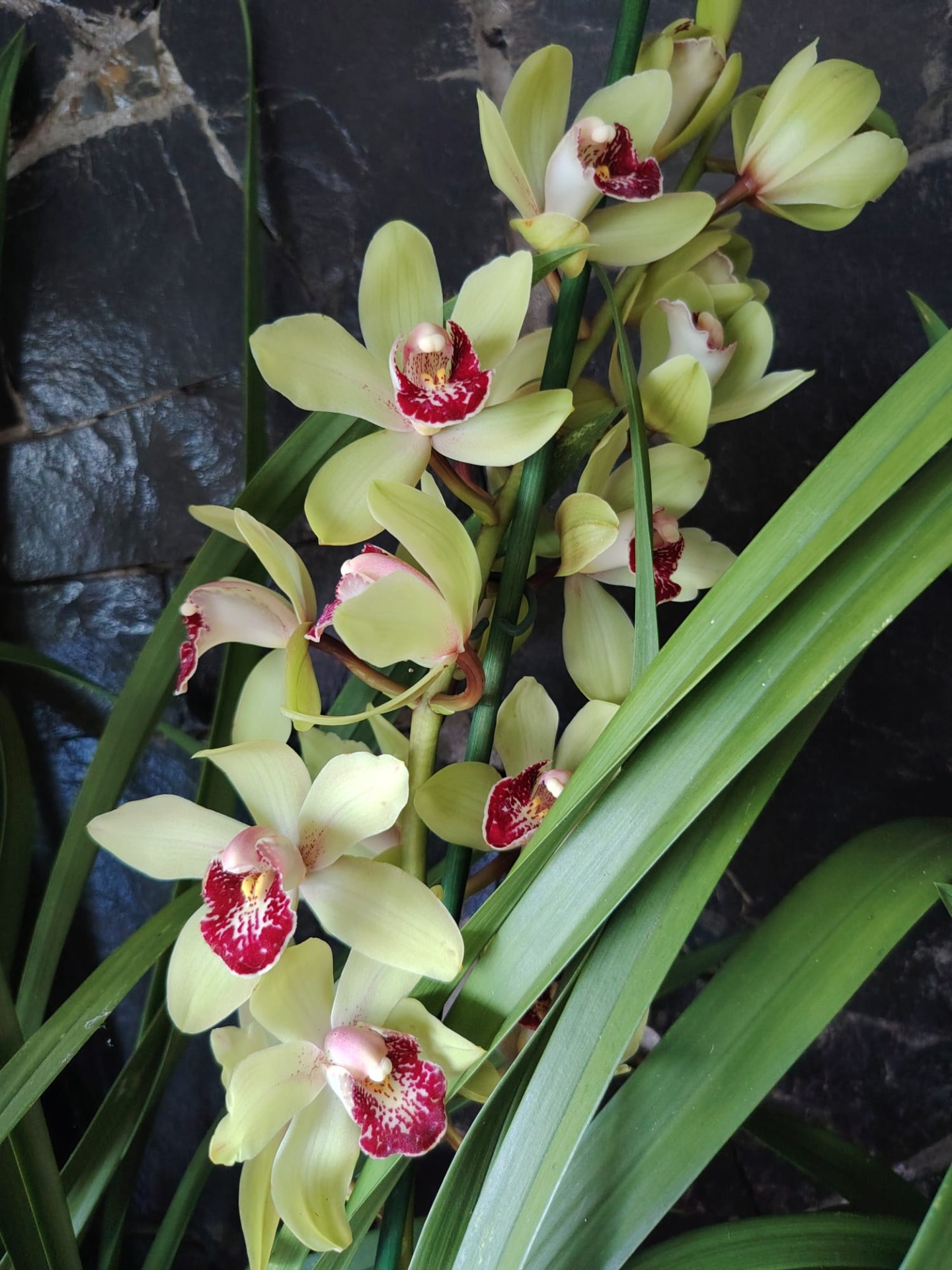 Cymbidium Summer Pearl 'Suzy" Orquídeas amarelas com centro vermelho e branco e folhas verdes longas