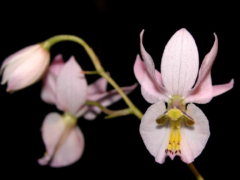 Barkeria Whartoniana Orquídea rosa com detalhes amarelos e castanhos em fundo preto