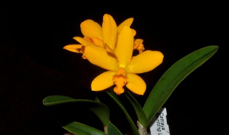 Cattleya Shinfong Little Sun x Kautskyana Orquídea amarela com folhas verdes e etiqueta branca