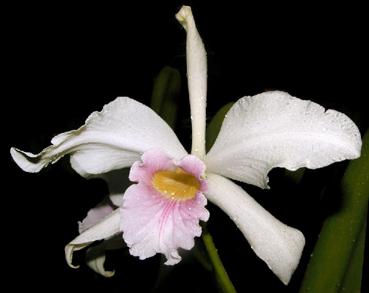 Laelia Purpurata f. Russeliana Orquídea branca com labelo rosa e amarelo sobre fundo escuro