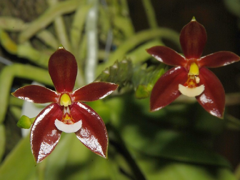 Phalaenopsis Cornu-Cervii 'Red' Duas flores vermelhas brilhantes com centros amarelos e brancos em fundo natural verde