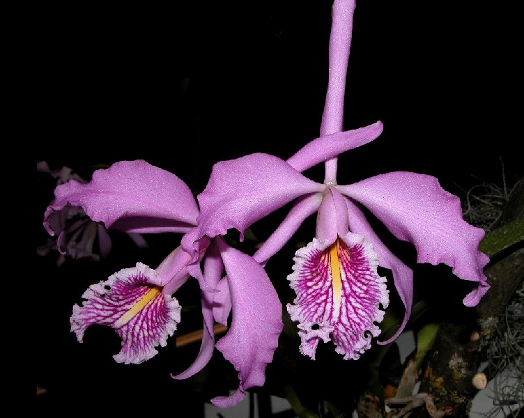 Cattleya Maxima Orquídea cor-de-rosa com pétalas largas, labelo branco com riscas coloridas, em fundo preto.