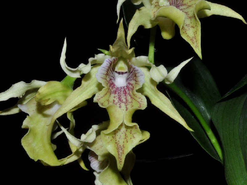 Dendrobium Hodgkinsonii Orquídea amarela com manchas roxas e folhas verdes em fundo preto