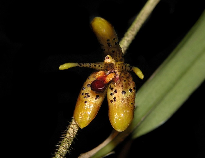 Myoxanthus Punctatus Flor amarela e castanha com manchas pretas e detalhes em vermelho sobre caule peludo