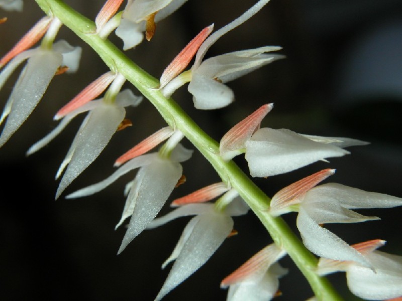 Dendrochilum Glumaceum XL Flor branca com detalhes rosa pálido e caule verde