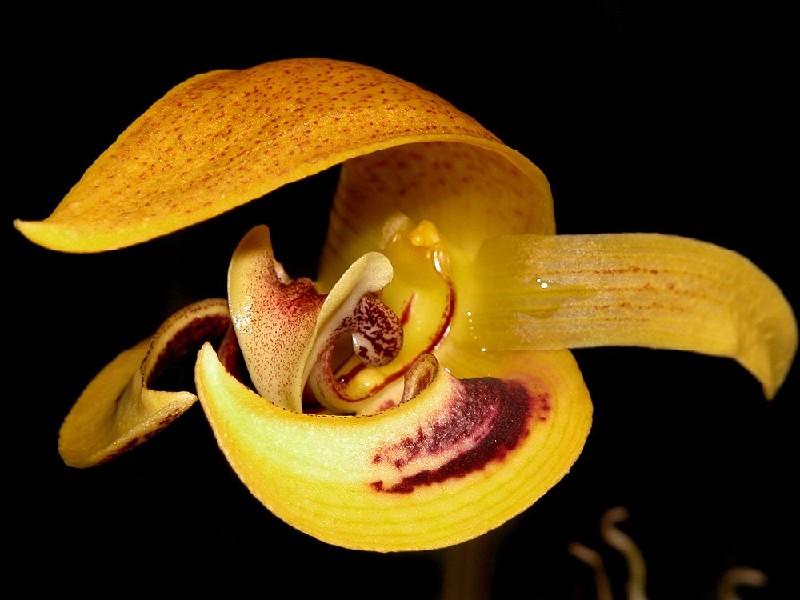 Bulbophyllum Dearei Flor amarela com manchas castanho-avermelhadas em fundo preto