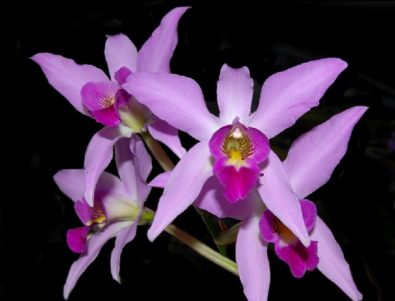 Laelia Anceps Flores de orquídea cor-de-rosa com pétalas alongadas em fundo preto