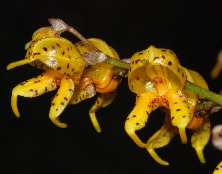 Masdevallia Polysticta 'Yellow' Flor amarela com manchas castanhas escuras e pétalas curvas em fundo negro
