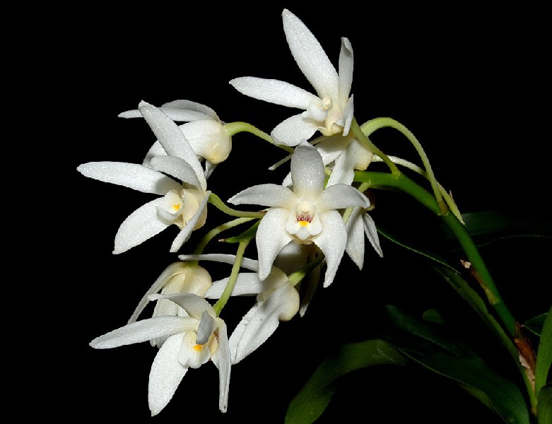 Dendrobium Falcorostrum Flores de orquídea brancas com pétalas finas sobre fundo preto