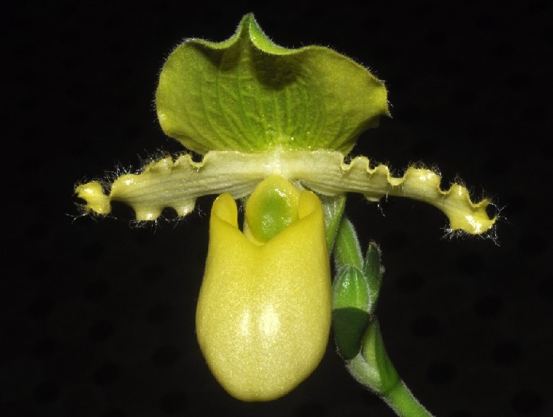 Paphiopedilum Primulinum Flor de orquídea amarela e verde com pétalas onduladas