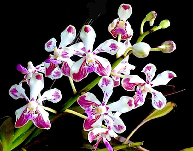 Vanda Loke Flores de orquídea brancas com manchas rosas em fundo preto
