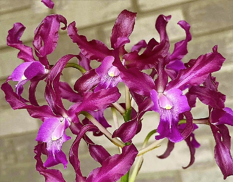 Laelianthe Tandaleyo 'Rocket' Flores de orquídeas roxas com pétalas onduladas em fundo claro desfocado