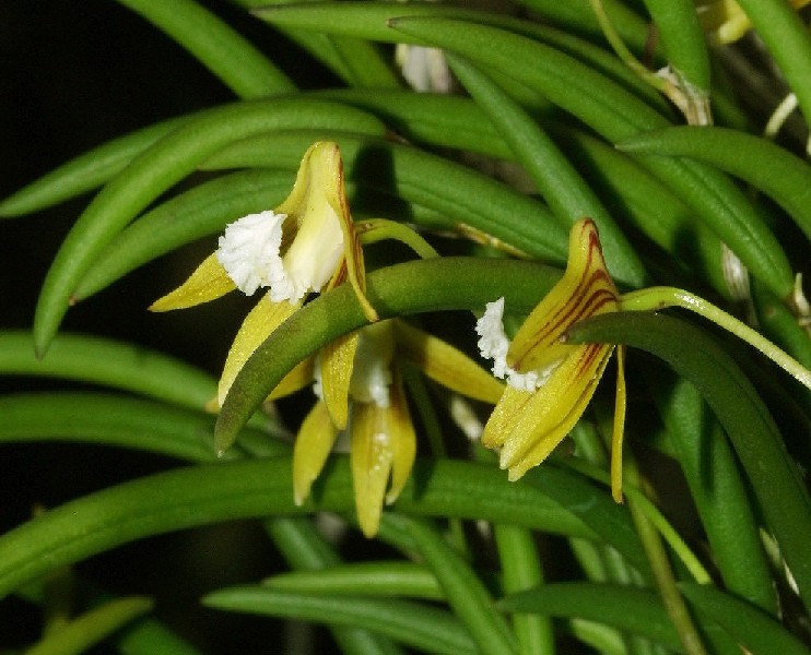 Dendrobium Striolatum Flor amarela com pétalas finas e folhas verdes cilíndricas