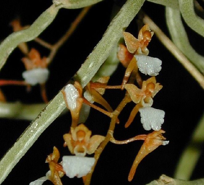 Microcoelia Cornuta Close-up de flores pequenas brancas e castanhas em ramos verdes finos