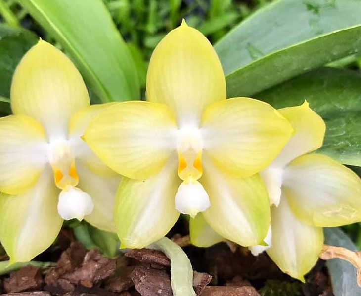 Phalaenopsis Yungho Gelb Canary Flores de orquídea amarelas com folhas verdes e solo com cascas de madeira
