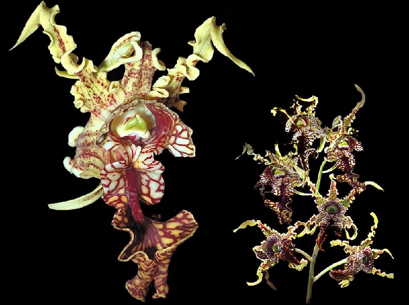 Dendrobium Spectabile Orquídea com pétalas onduladas em tons de creme e vermelho com padrões intrincados