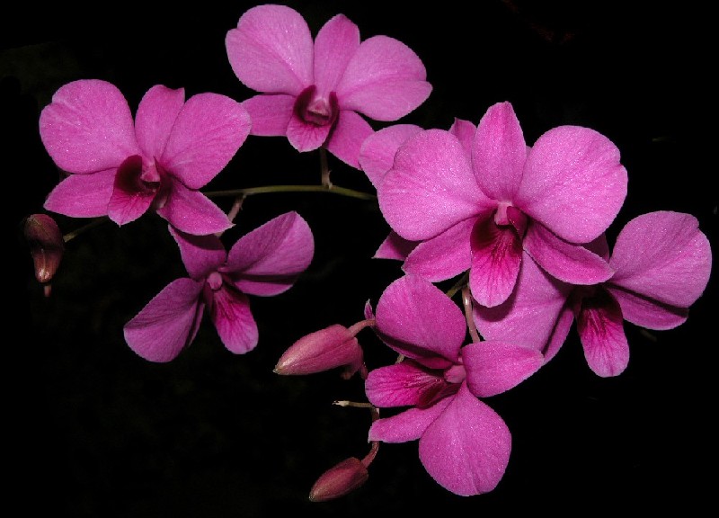Dendrobium Biggibum Ramo de orquídeas rosa em fundo preto