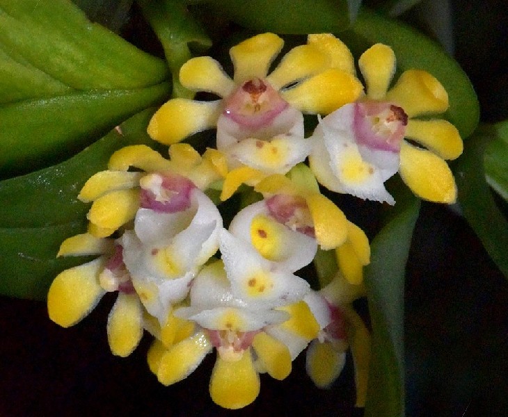 Gastrochilus Obliquus Flor amarela, branca e rosa com folhas verdes