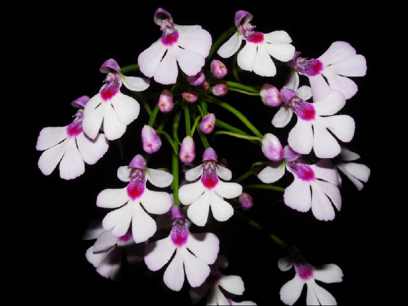 Cynorchis Guttata Flores brancas com centro rosa e roxo em fundo preto