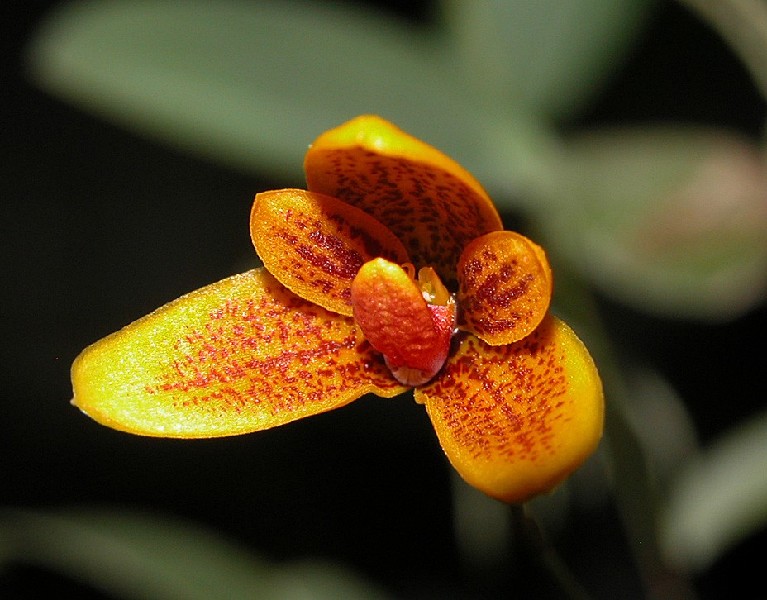Bulbophyllum Pardalotum Flor de orquídea amarela com manchas castanhas vermelhas com fundo verde desfocado