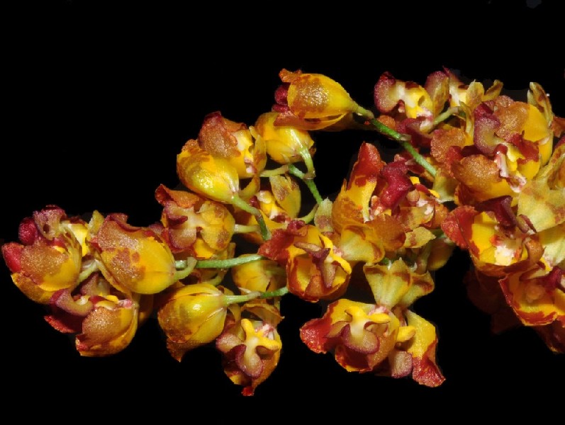 Baptistonia Litzei Ramo de flores amarelas e vermelhas sobre fundo preto
