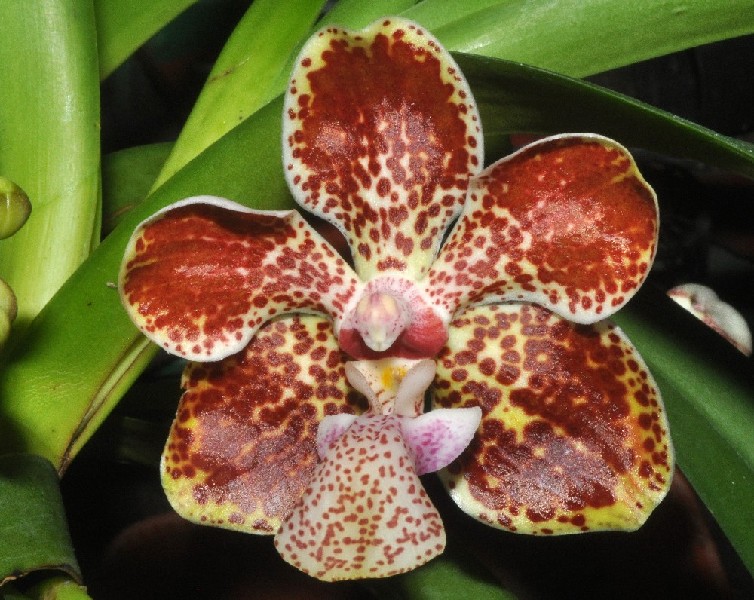 Vanda Lombokensis Orquídea castanha e amarela com manchas castanhas em folhas verdes