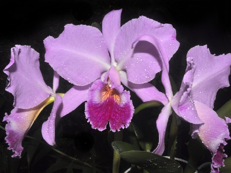 Cattleya Jenmanii Flores lilás com gotas de água e folhas verdes em fundo escuro