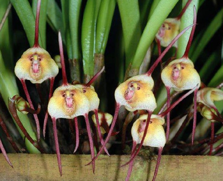 Dracula Citrina Flores amarelas e vermelhas com forma peculiar e longos apêndices vermelhos em planta verde