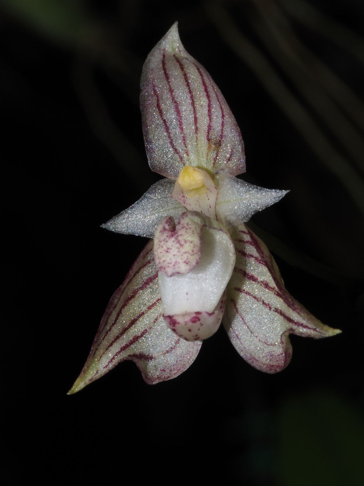 Bulbophyllum Ambrosia Flor orquídea branca com riscas púrpuras e textura brilhante sobre fundo preto.