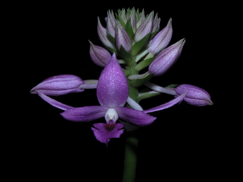 Calanthe Sylvatica Flor orquídea roxa com botões fechados em fundo preto