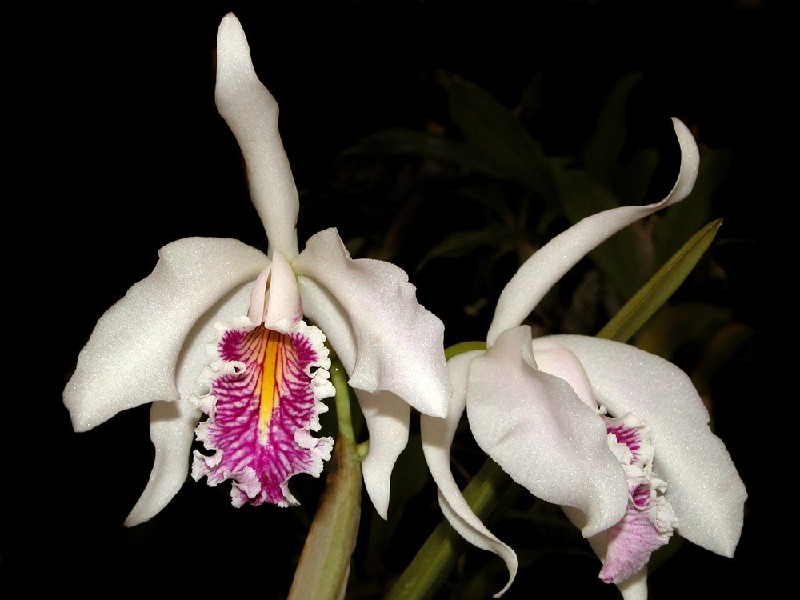 Cattleya Maxima Semi-Alba 'La Pedrena' Orquídeas brancas com núcleo roxo e amarelo em fundo preto