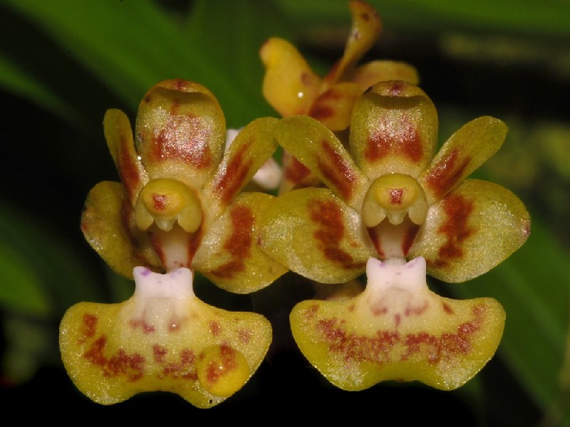 Phalaenopsis Chibae Flores de orquídea amarelas com manchas castanhas e detalhes rosados