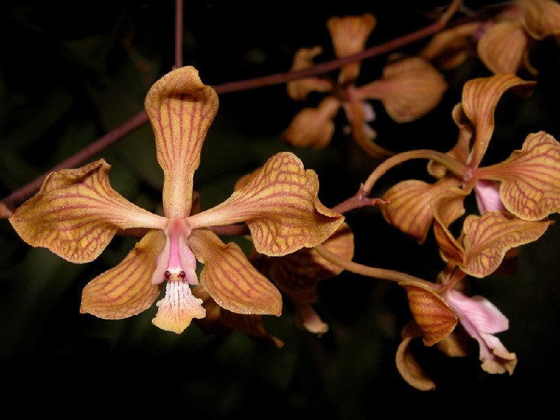 Encyclia Fowliei Flor orquídea castanha com padrões avermelhados e detalhes rosa no centro
