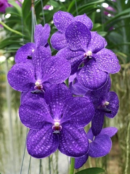 Vanda Pachara Delight Ramo de orquídeas roxas com textura veiosa e fundo verde desfocado
