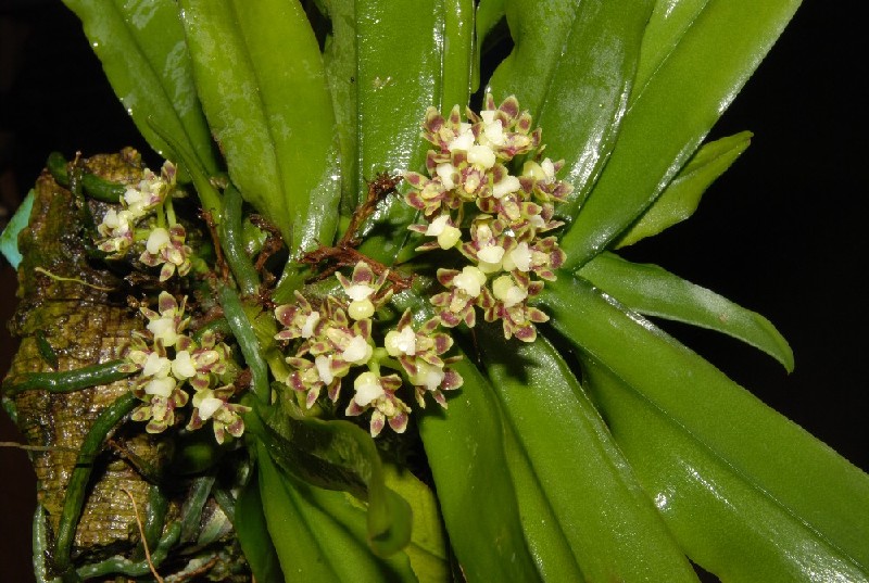 Pomatocalpa Undulatum Orquídea com flores creme e folhas verdes montada em casca