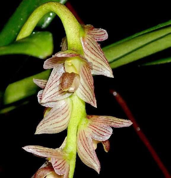 Bulbophyllum Pachypus Flor orquídea branca e vermelha com detalhes castanhos em fundo preto