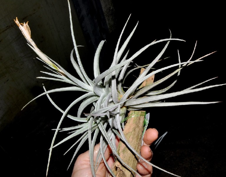 Tillandsia Ixioides Planta aérea Tillandsia com folhas longas prateadas fixada a madeira