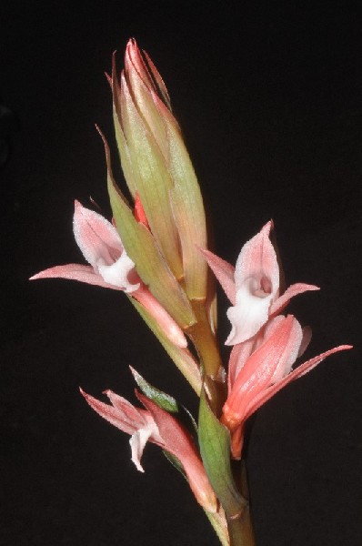 Stenorrhynchos Glicensteinii x Eltroplectris Roseoalba Ramo de flores cor-de-rosa e branco com botões verdes
