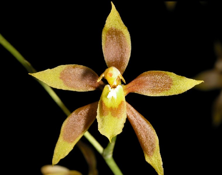 Odontoglossum Juninensi Flor exótica amarela com manchas castanhas em fundo preto