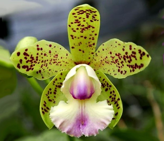 Cattleya YNS Green Leopard 'Caterpillar' Orquídea amarelo esverdeada com manchas castanhas e labelo branco lilás